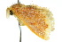  ( - 10ANIC-01383)  @14 [ ] CreativeCommons - Attribution (2010) CBG Photography Group Centre for Biodiversity Genomics