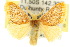  ( - 10ANIC-01384)  @14 [ ] CreativeCommons - Attribution (2010) CBG Photography Group Centre for Biodiversity Genomics