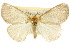  (Acyphas - 10ANIC-01386)  @15 [ ] CreativeCommons - Attribution (2010) CBG Photography Group Centre for Biodiversity Genomics