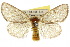  (Acyphas pelodes - 10ANIC-01387)  @15 [ ] CreativeCommons - Attribution (2010) CBG Photography Group Centre for Biodiversity Genomics