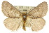  ( - 10ANIC-01388)  @15 [ ] CreativeCommons - Attribution (2010) CBG Photography Group Centre for Biodiversity Genomics