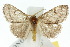  ( - 10ANIC-01390)  @11 [ ] CreativeCommons - Attribution (2010) CBG Photography Group Centre for Biodiversity Genomics