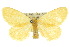 ( - 10ANIC-01421)  @15 [ ] CreativeCommons - Attribution (2010) CBG Photography Group Centre for Biodiversity Genomics