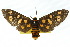  ( - 10ANIC-01240)  @11 [ ] CreativeCommons - Attribution (2010) CBG Photography Group Centre for Biodiversity Genomics