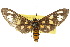  (Amata nigriceps - 10ANIC-01249)  @14 [ ] CreativeCommons - Attribution (2010) CBG Photography Group Centre for Biodiversity Genomics
