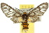  (Amata sp. ANIC1 - 10ANIC-01297)  @15 [ ] CreativeCommons - Attribution (2010) CBG Photography Group Centre for Biodiversity Genomics