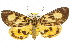  ( - 10ANIC-01311)  @15 [ ] CreativeCommons - Attribution (2010) CBG Photography Group Centre for Biodiversity Genomics