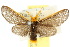  ( - 10ANIC-01327)  @11 [ ] CreativeCommons - Attribution (2010) CBG Photography Group Centre for Biodiversity Genomics