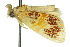  ( - 10ANIC-01430)  @12 [ ] CreativeCommons - Attribution (2010) CBG Photography Group Centre for Biodiversity Genomics