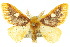  ( - 10ANIC-01437)  @15 [ ] CreativeCommons - Attribution (2010) CBG Photography Group Centre for Biodiversity Genomics
