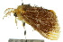  ( - 10ANIC-01451)  @12 [ ] CreativeCommons - Attribution (2010) CBG Photography Group Centre for Biodiversity Genomics