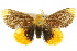  ( - 10ANIC-01452)  @13 [ ] CreativeCommons - Attribution (2010) CBG Photography Group Centre for Biodiversity Genomics