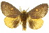  ( - 10ANIC-01465)  @15 [ ] CreativeCommons - Attribution (2010) CBG Photography Group Centre for Biodiversity Genomics