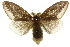  (Euproctis - 10ANIC-01469)  @15 [ ] CreativeCommons - Attribution (2010) CBG Photography Group Centre for Biodiversity Genomics