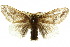  ( - 10ANIC-01474)  @15 [ ] CreativeCommons - Attribution (2010) CBG Photography Group Centre for Biodiversity Genomics
