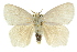  ( - 10ANIC-01481)  @15 [ ] CreativeCommons - Attribution (2010) CBG Photography Group Centre for Biodiversity Genomics