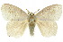  ( - 10ANIC-01482)  @15 [ ] CreativeCommons - Attribution (2010) CBG Photography Group Centre for Biodiversity Genomics