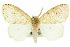  ( - 10ANIC-01484)  @14 [ ] CreativeCommons - Attribution (2010) CBG Photography Group Centre for Biodiversity Genomics