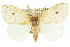  ( - 10ANIC-01486)  @12 [ ] CreativeCommons - Attribution (2010) CBG Photography Group Centre for Biodiversity Genomics