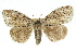  ( - 10ANIC-01490)  @13 [ ] CreativeCommons - Attribution (2010) CBG Photography Group Centre for Biodiversity Genomics