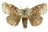  ( - 10ANIC-01491)  @14 [ ] CreativeCommons - Attribution (2010) CBG Photography Group Centre for Biodiversity Genomics