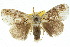  ( - 10ANIC-01492)  @13 [ ] CreativeCommons - Attribution (2010) CBG Photography Group Centre for Biodiversity Genomics