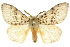 (Lymantria antennata - 10ANIC-01498)  @15 [ ] CreativeCommons - Attribution (2010) CBG Photography Group Centre for Biodiversity Genomics