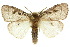  (Leptocneria - 10ANIC-01504)  @15 [ ] CreativeCommons - Attribution (2010) CBG Photography Group Centre for Biodiversity Genomics