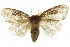  ( - 10ANIC-01505)  @11 [ ] CreativeCommons - Attribution (2010) CBG Photography Group Centre for Biodiversity Genomics