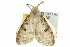  ( - 10ANIC-01507)  @14 [ ] CreativeCommons - Attribution (2010) CBG Photography Group Centre for Biodiversity Genomics