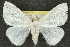  (Arctornis - 10ANIC-01516)  @15 [ ] CreativeCommons - Attribution (2010) CBG Photography Group Centre for Biodiversity Genomics