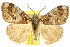  (Teia - 10ANIC-01525)  @15 [ ] CreativeCommons - Attribution (2010) CBG Photography Group Centre for Biodiversity Genomics