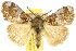  ( - 10ANIC-01526)  @15 [ ] CreativeCommons - Attribution (2010) CBG Photography Group Centre for Biodiversity Genomics