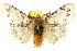  (Iropoca - 10ANIC-01535)  @14 [ ] CreativeCommons - Attribution (2010) CBG Photography Group Centre for Biodiversity Genomics