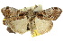  (Orgyiini - 10ANIC-01546)  @15 [ ] CreativeCommons - Attribution (2010) CBG Photography Group Centre for Biodiversity Genomics
