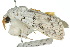  ( - 10ANIC-01552)  @12 [ ] CreativeCommons - Attribution (2010) CBG Photography Group Centre for Biodiversity Genomics