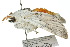  ( - 10ANIC-01553)  @12 [ ] CreativeCommons - Attribution (2010) CBG Photography Group Centre for Biodiversity Genomics