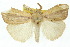  ( - 10ANIC-01556)  @11 [ ] CreativeCommons - Attribution (2010) CBG Photography Group Centre for Biodiversity Genomics
