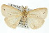  ( - 10ANIC-01558)  @14 [ ] CreativeCommons - Attribution (2010) CBG Photography Group Centre for Biodiversity Genomics