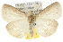  ( - 10ANIC-01559)  @15 [ ] CreativeCommons - Attribution (2010) CBG Photography Group Centre for Biodiversity Genomics