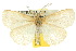  ( - 10ANIC-01560)  @15 [ ] CreativeCommons - Attribution (2010) CBG Photography Group Centre for Biodiversity Genomics