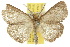  ( - 10ANIC-01562)  @14 [ ] CreativeCommons - Attribution (2010) CBG Photography Group Centre for Biodiversity Genomics