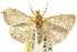  ( - 10ANIC-01564)  @14 [ ] CreativeCommons - Attribution (2010) CBG Photography Group Centre for Biodiversity Genomics