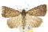  (Nodaria cornicalis - 10ANIC-01577)  @15 [ ] CreativeCommons - Attribution (2010) CBG Photography Group Centre for Biodiversity Genomics