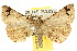  (Lithilaria anomozancla - 10ANIC-01593)  @15 [ ] CreativeCommons - Attribution (2010) CBG Photography Group Centre for Biodiversity Genomics