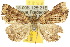  ( - 10ANIC-01595)  @15 [ ] CreativeCommons - Attribution (2010) CBG Photography Group Centre for Biodiversity Genomics