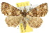  (Lithilaria - 10ANIC-01597)  @15 [ ] CreativeCommons - Attribution (2010) CBG Photography Group Centre for Biodiversity Genomics