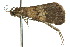  ( - 10ANIC-01601)  @12 [ ] CreativeCommons - Attribution (2010) CBG Photography Group Centre for Biodiversity Genomics