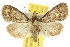  ( - 10ANIC-01603)  @15 [ ] CreativeCommons - Attribution (2010) CBG Photography Group Centre for Biodiversity Genomics