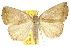  ( - 10ANIC-01614)  @14 [ ] CreativeCommons - Attribution (2010) CBG Photography Group Centre for Biodiversity Genomics